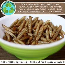 Picky Neb 100% Non-GMO Dried BSF Larvae 5 lb - Picky Neb